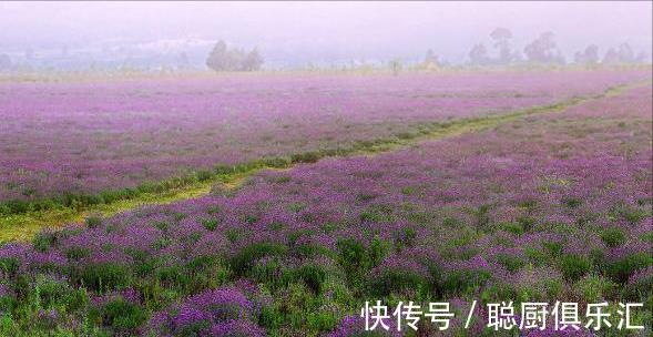 财运|从8月10日开始，4属相的财运红火，桃花随时来了，生活越来越好了