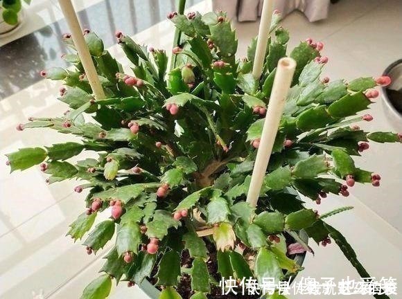 花芽|4种花,要一边长一边掐,越掐枝越多,花量成倍翻,开花密密麻麻!