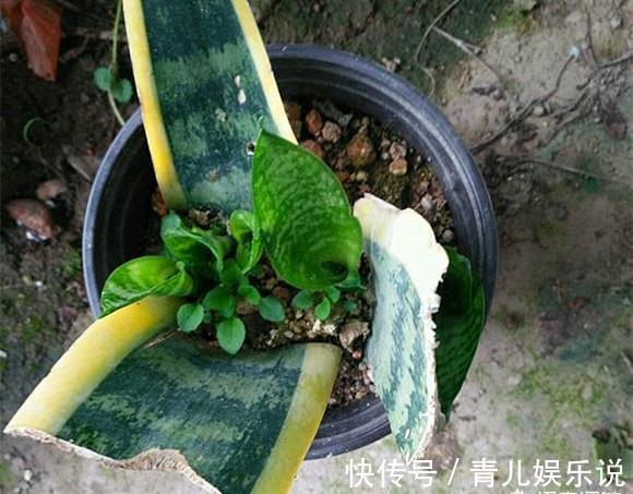 扦插虎皮兰要谨慎，生出一窝“老祖先”，一点也不好看