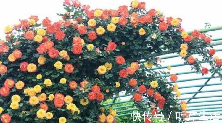 4种花超适合家养的,开花爆盆花期长,开起花来非常迷人