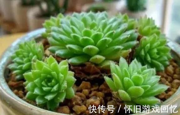 结板|如何判断服盆，什么多肉好养