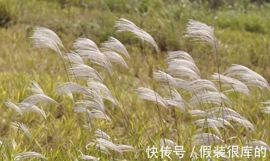 又见外来物种入侵！浙江出现“植物杀手”，外表迷人却危害极大