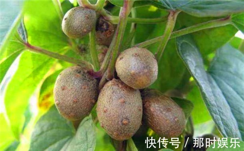 慢性疾病|秋季养生,适合常吃3种食物,补充营养,排毒抗衰,营养又瘦身