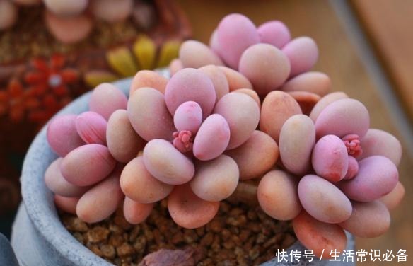 桃蛋度夏不当，可能只剩下光杆，夏季几点不能忽略哦！