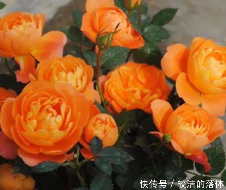 佳品|不怕天气热的“6种花”,好管理易养护,个个是盆栽佳品