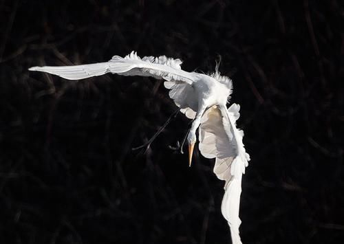 飞机 飞机会因失速而坠毁,那鸟会失速吗?失速又是怎么一回事呢?