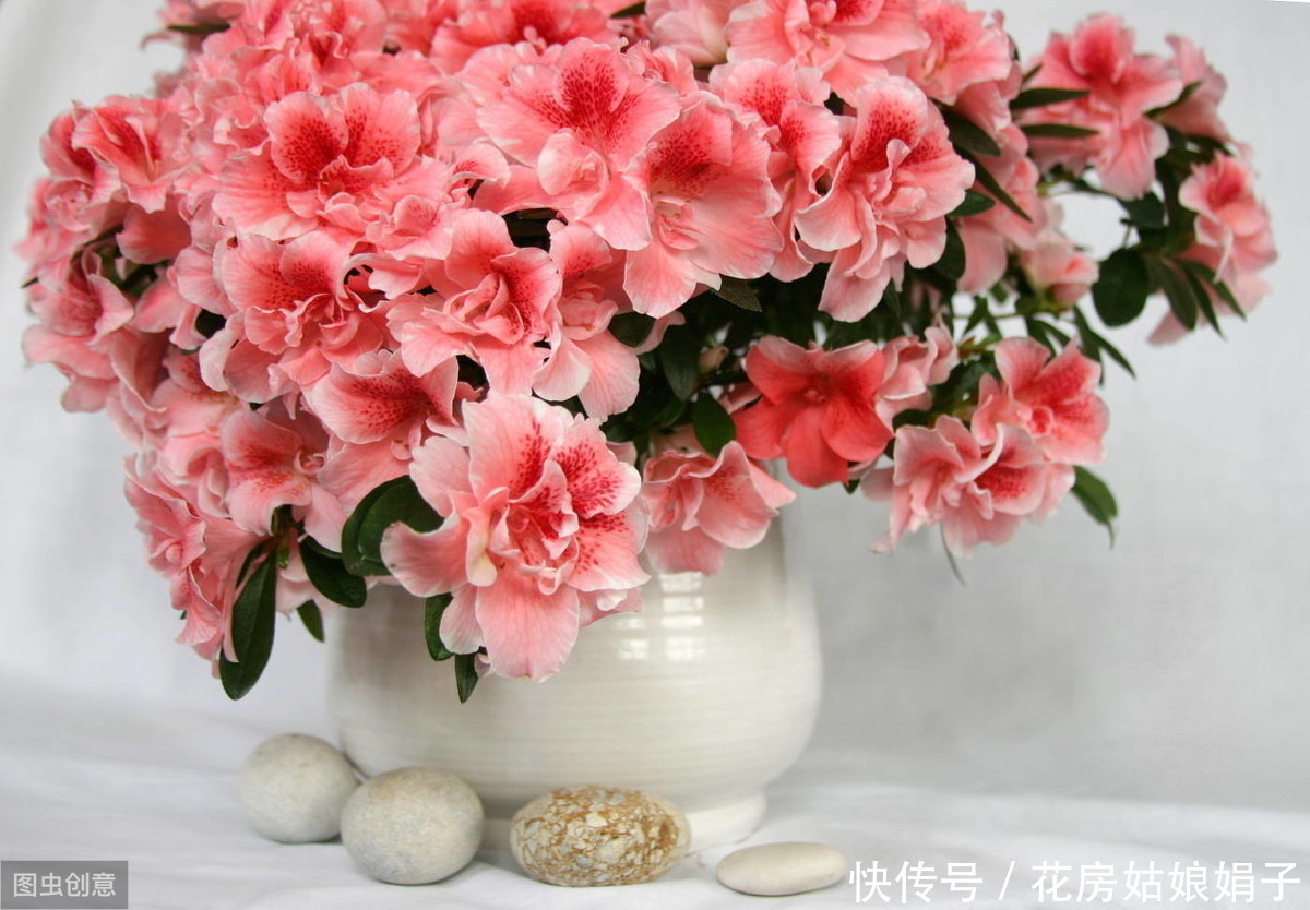 窗台上的一盆杜鹃花,每年很简单的养护,却能年年见花不见叶