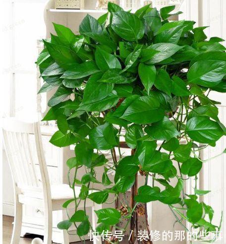 4种花给点水就呼呼长,不仅名字好听,花也超美,漂亮好养!