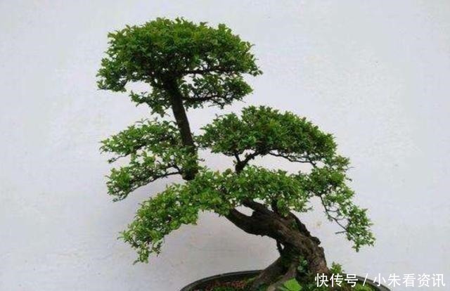 盆景不用买，野外3种常见树桩，做成盆景造型优美