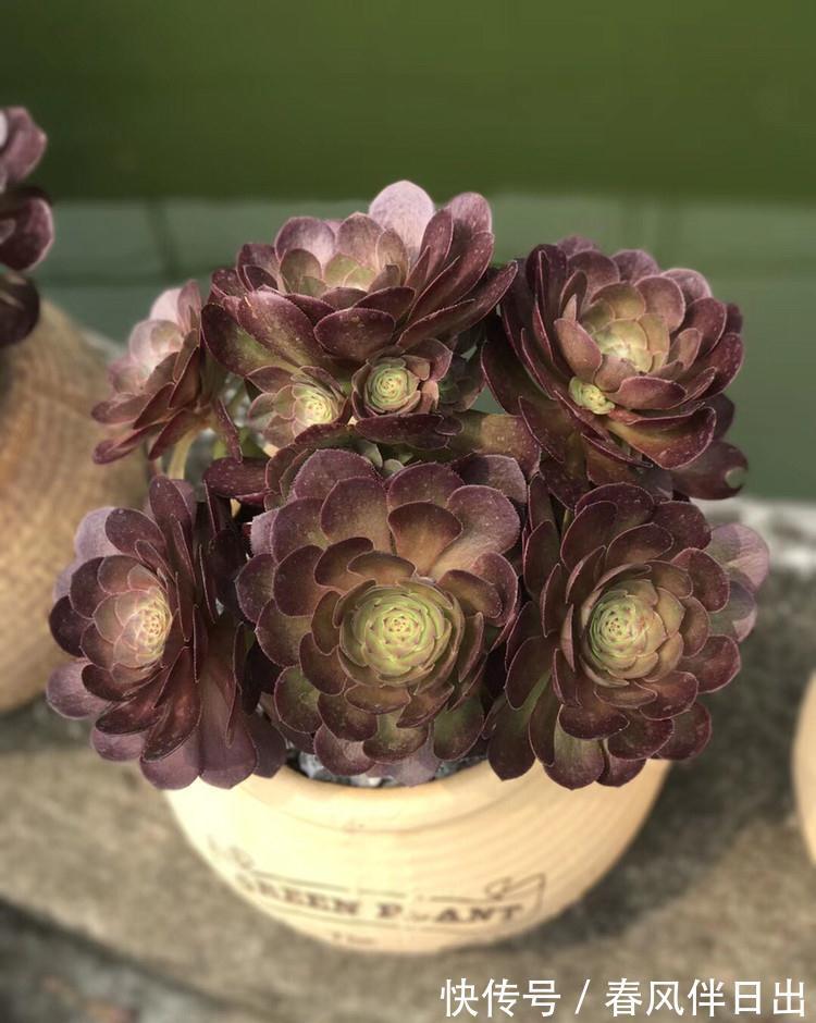 最受欢迎的六种多肉，看看你家养了几种