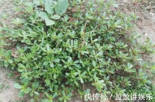 疏通血管|它是血管“清洁工”，坚持每天吃一点，助疏通血管，身体健康