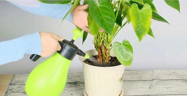 发现冬天养花有5种水不能浇,浇之后,那叫一个“惨”,都看看吧