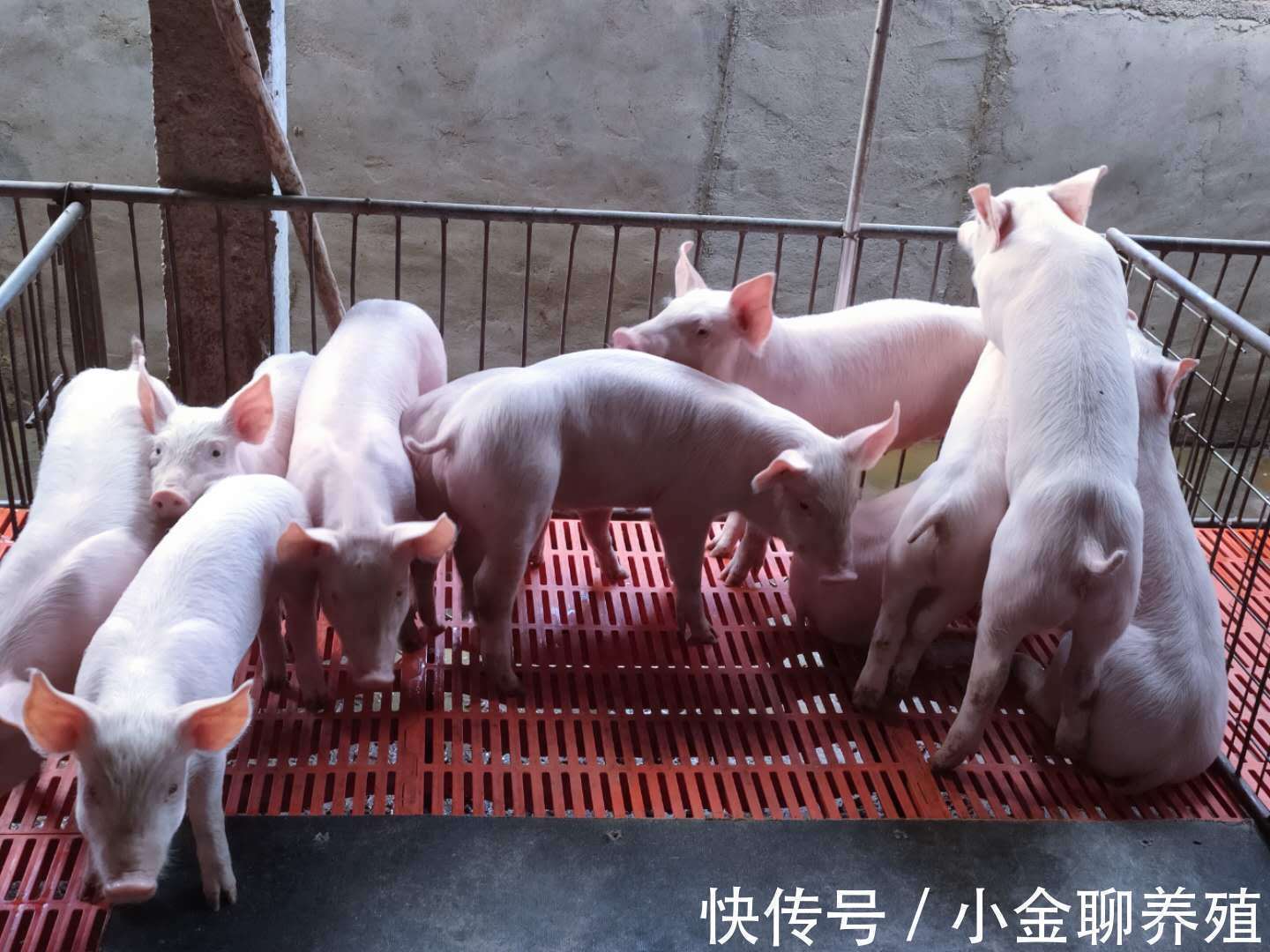 治疗|仔猪营养性腹泻怎么治疗?仔猪营养性腹泻治疗药物,这样效果很好