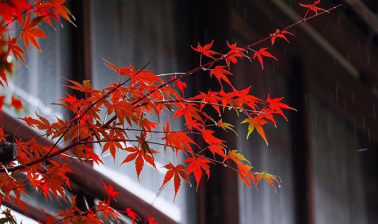 恩德#《朱子家训》10句处世格言,看看自己做到了多少?