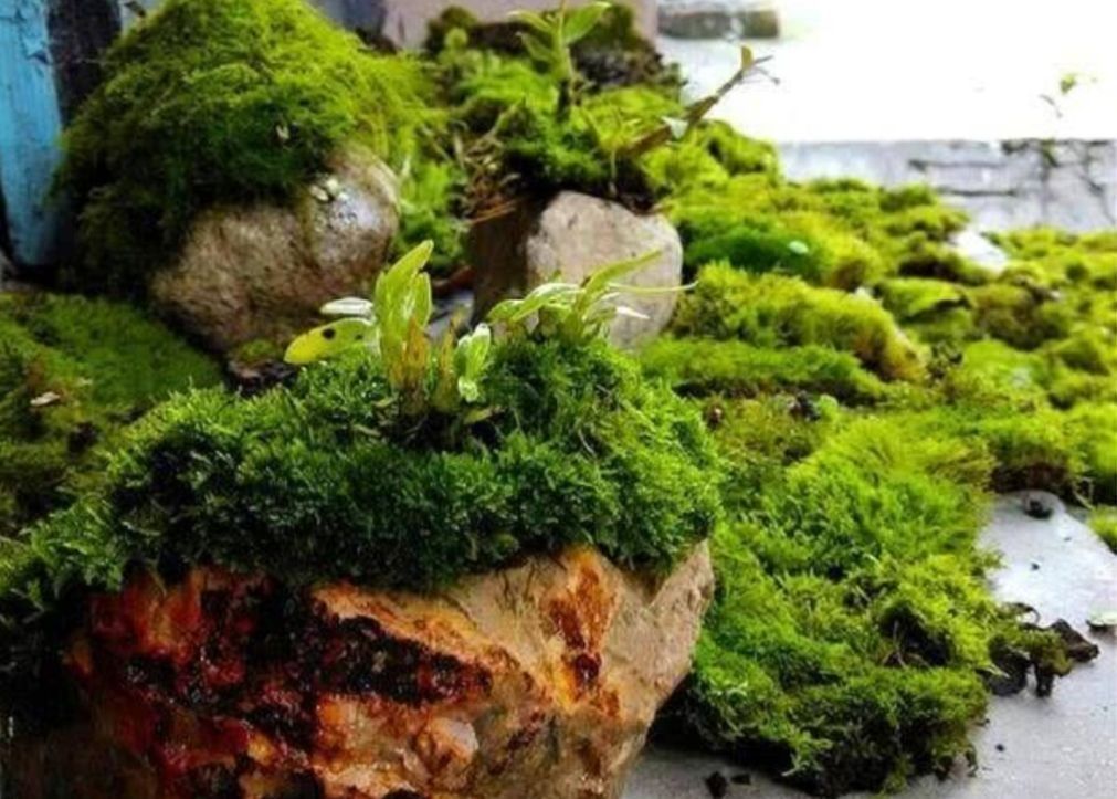 铺设|2种简单的方法,让盆景里长出绿油油的苔藓,漂亮又美观