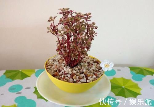 土壤|我用这方法扦插繁殖了几十盆的植物,薄荷、吊兰轻松培育