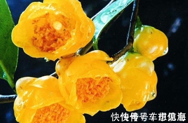 此花|此花是“植物界的大熊猫”,开花时耀眼夺目,象征着谦虚的自然美