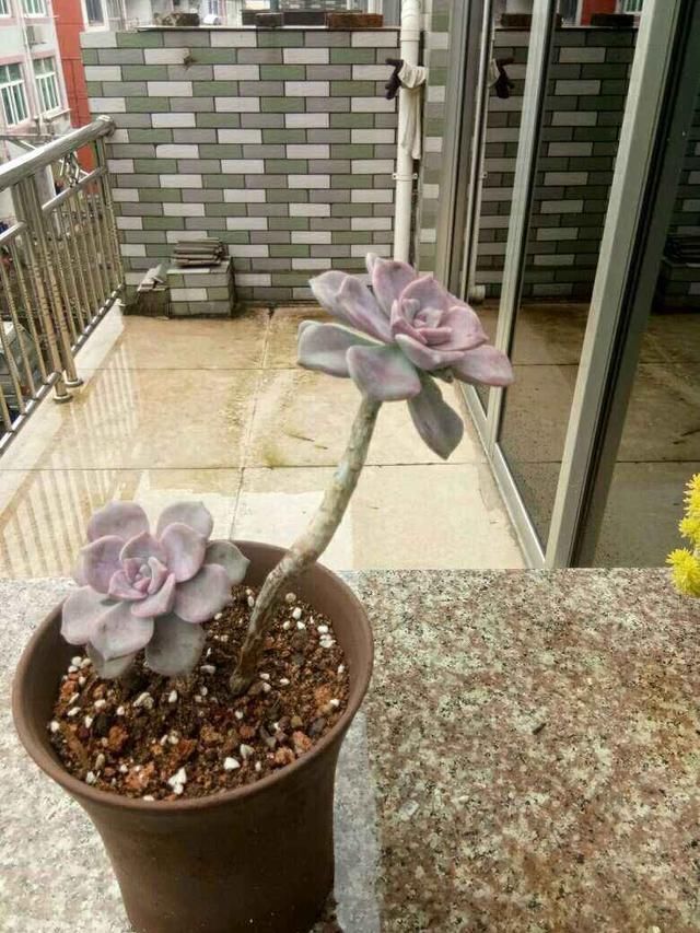 花花|3种花，千万别养成老桩，越老越不爱开花