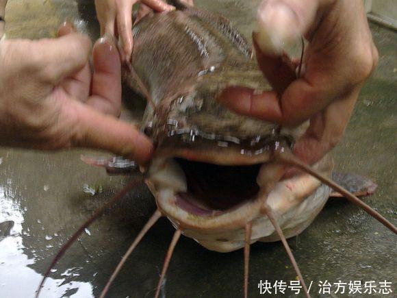 吃屎鱼?珠江夜钓连上2条大鱼,却因恶心没人要