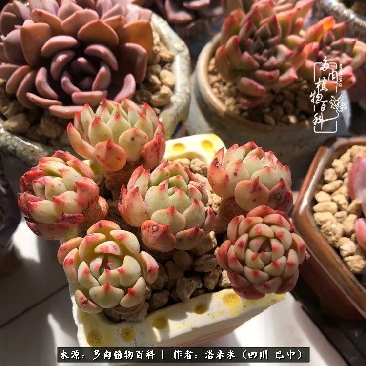 时间是多肉最好的滤镜!附个人养护经验!