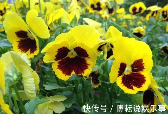 这“5种”花,好看又好养,开花艳丽,美不胜收,家庭盆栽首选
