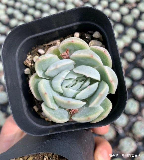 夏季买多肉,正确“上盆姿势”,千万别浇水,浇水必烂根黑腐
