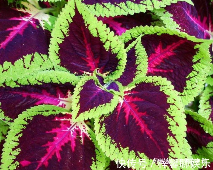 此花好似夜中的明珠,发出耀眼的七彩光芒,会给善良之人带来幸福