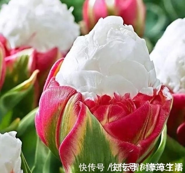 花期|4种花养在阳台，花朵硕大花期长，天天能赏漂亮花