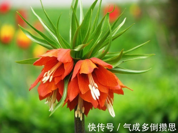 人际交往@此花花姿独特而艳丽,盛开时娇艳的花色引人注目,寓意有忍耐之意