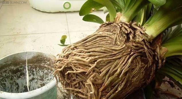 吃醋|君子兰爱“吃醋”更爱“喝酒”,一次能喝半斤白酒,喝完就疯长