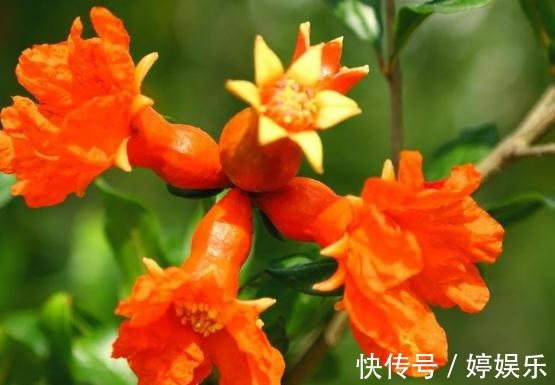 石榴花|石榴花最爱“美”，开花前“擦擦脸”，花苞多、花朵大，花爆满枝