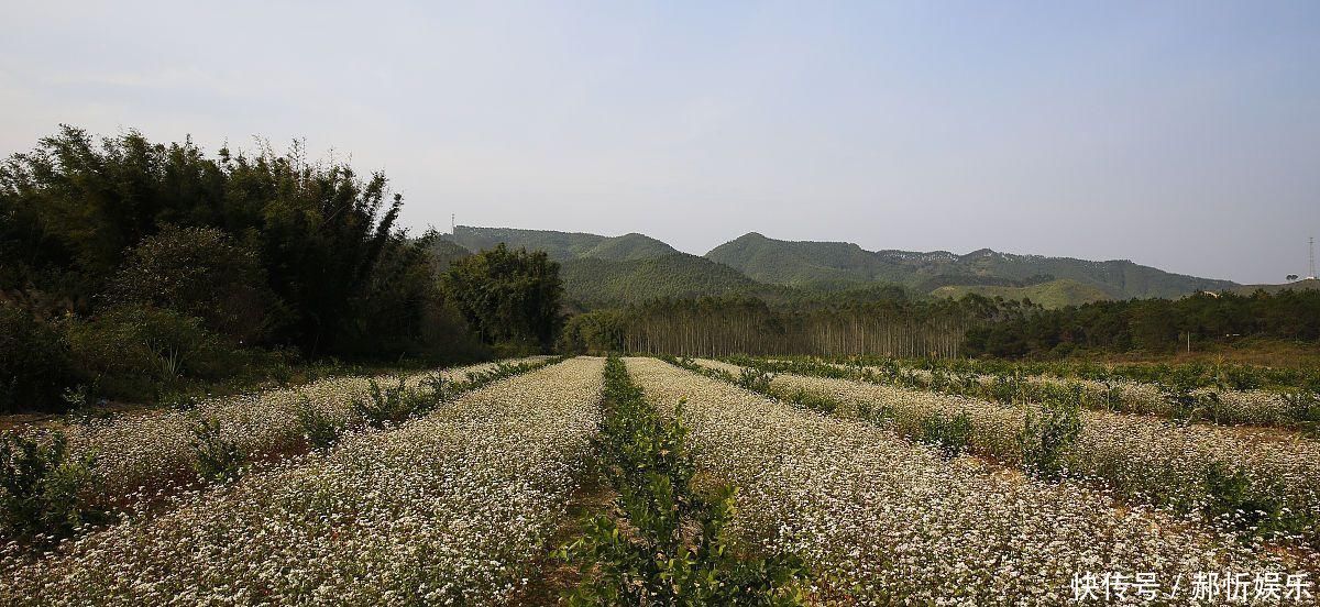 香辣酸爽的朝鲜冷面,是朝鲜人民的自豪,从君王到百姓人人都喜欢
