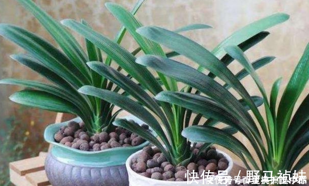 养君子兰，夏天不能做3件事，不然易烂根黄叶
