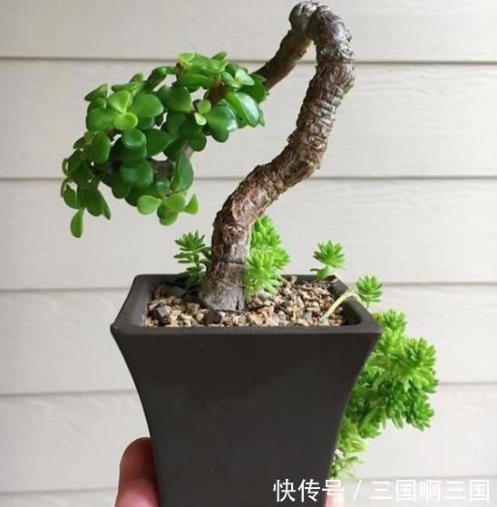 5种“怕水花”，11月后别乱浇水，不然叶子哔哔掉，还容易烂根