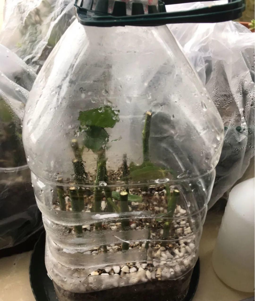 塑料瓶|旧筷子、老干妈瓶别扔,拿来养花效果好,省下一笔养花钱