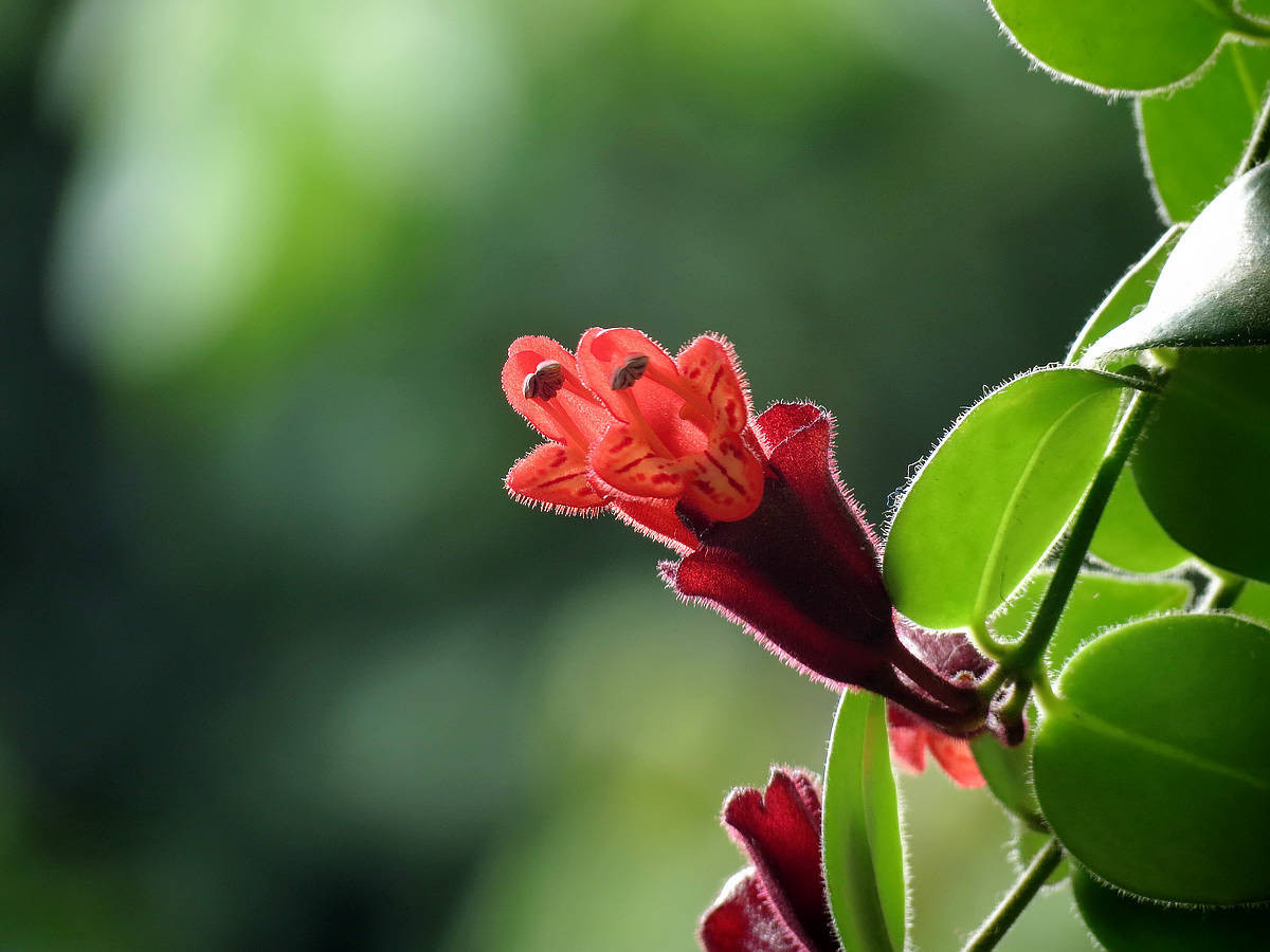 此花犹如女人使用的口红，别有一番风味，代表花美一时，你美一世