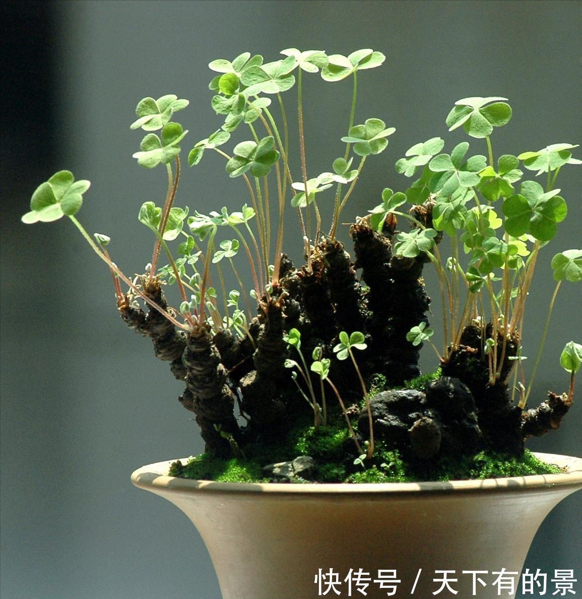 干旱|3种“野草”,挖回家里做“盆景”,价格飙升,仿古大气,别错过