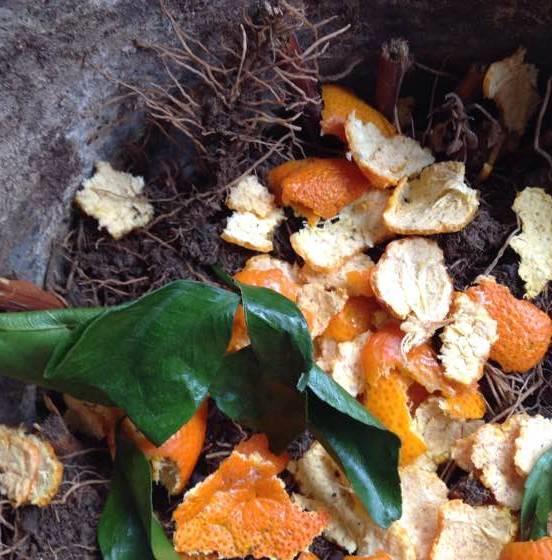 厨房这3样“小东西”,养花比肥好使,养啥爆啥!