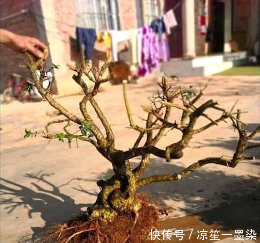 野外一种“脱皮木桩”称为“富贵之木”,养成盆栽,价格让人窃喜!