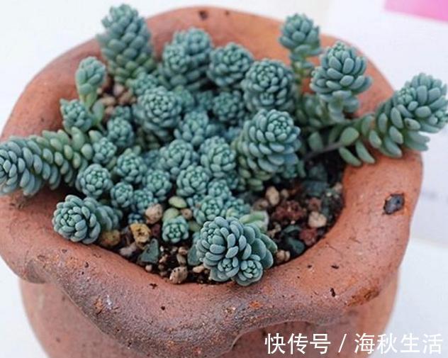 小花|早知道多肉“叶插”是这样,我也不至于都养死,花了太多冤枉钱