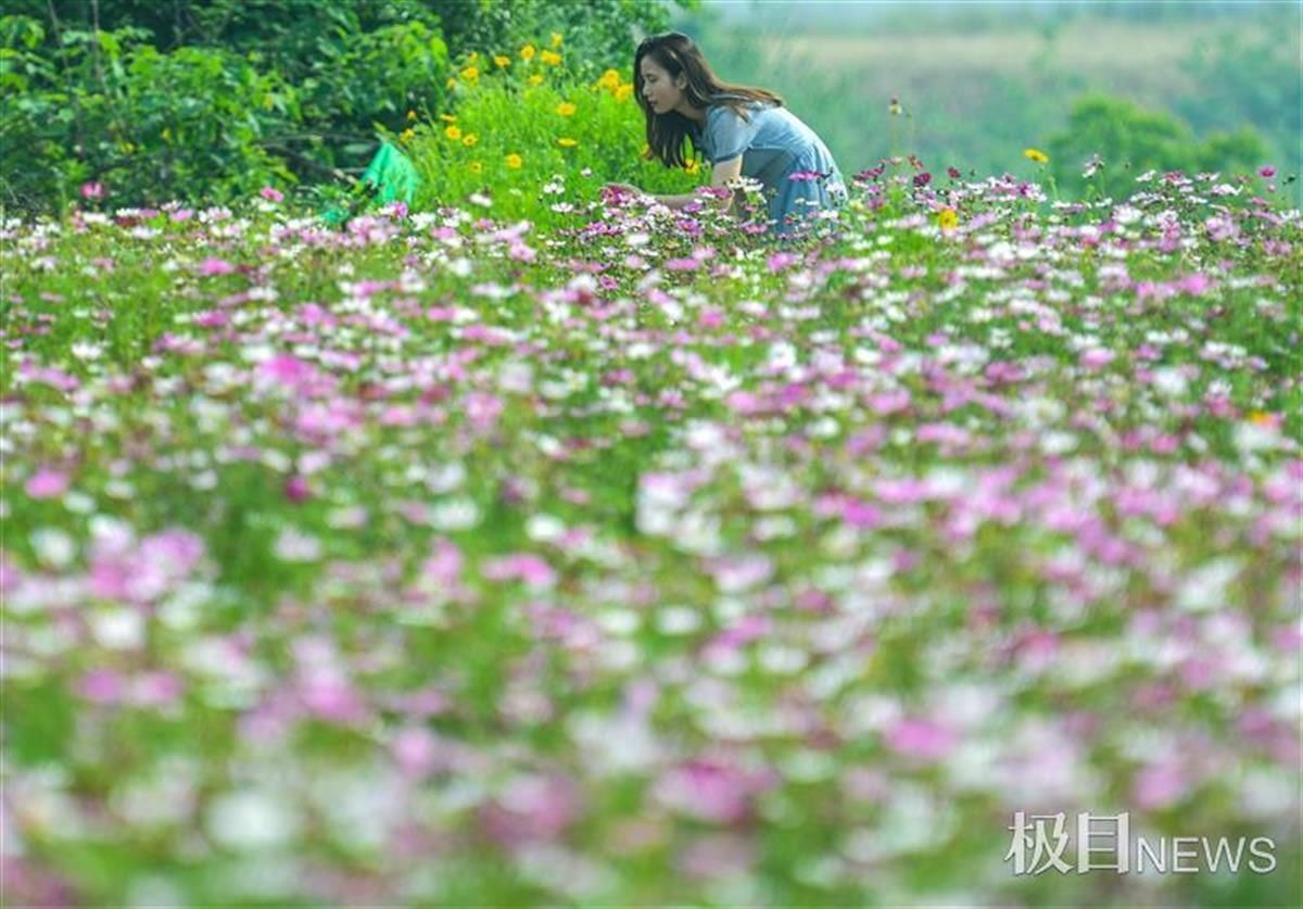 格桑花海绽放