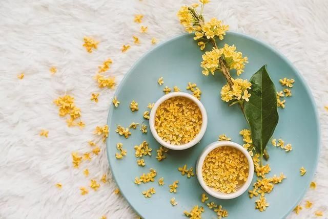 泡茶|桂花树叶泡茶喝，厉害了对人体有很好帮助，真是涨见识了