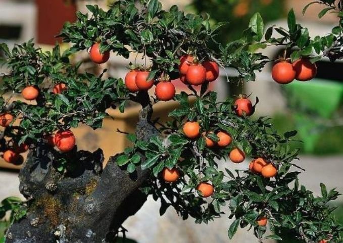 有钱人都养4种花,寓意好、观赏性强,养客厅旺财又养人!