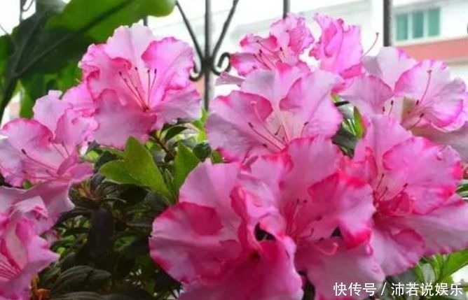 惊艳|此几款植物,娇小不占地,好养易爆盆,惊艳如花球