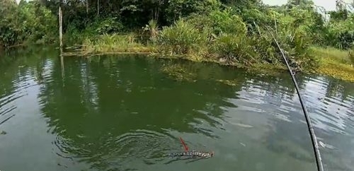 湖中钓到大鱼,取出鱼钩准备放生大鱼时周围来了一群小鱼,无解