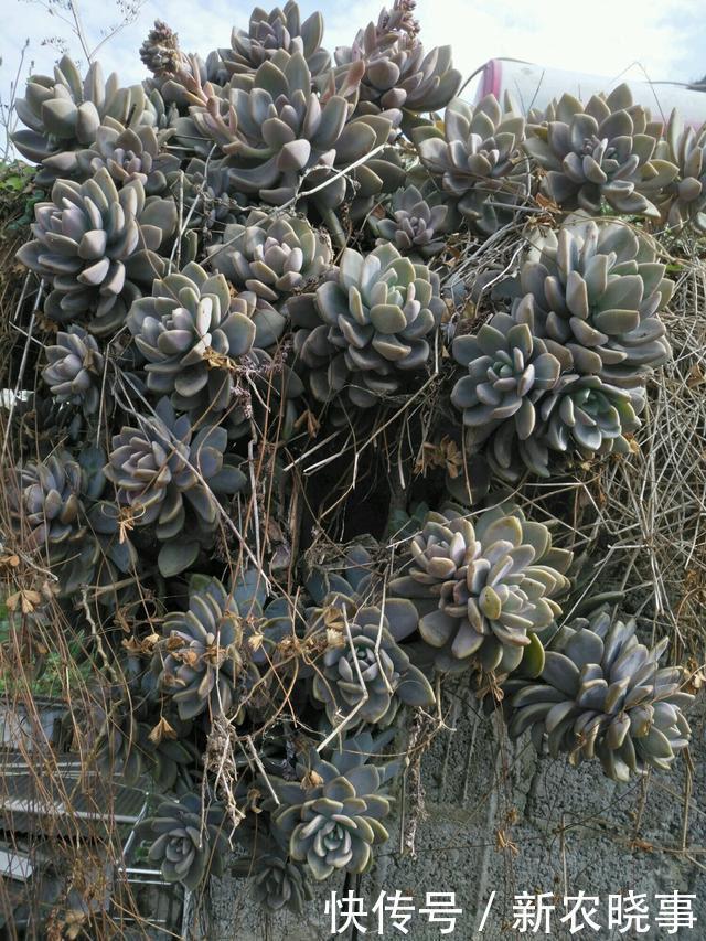 肉肉|当多肉进入了农村,你还相信这是你当宝贝一样的肉肉吗