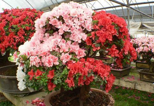 花卉|这花真的不好养,新手选择要慎重,能养好的都是高手!