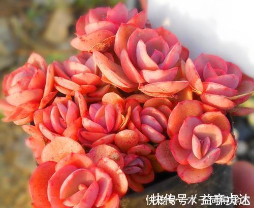 养护|养多肉秀妍,了解掌握几个要点,上色美长满盆,像个艺术品!