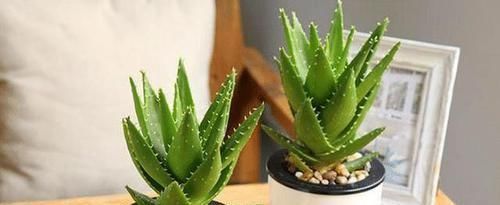 绿萝|什么绿萝、吊兰都不如3种花，室内养一盆，胜过空气净化器