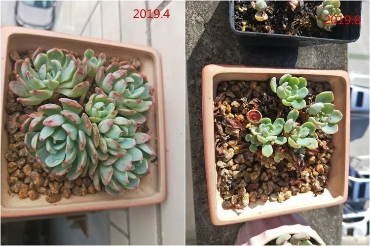 每次的剁手都是忍无可忍,无需再忍!买买买!静待肉美!